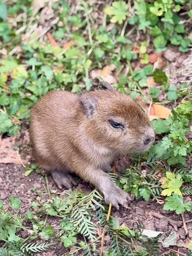 Wing's Wildlife Park introduces Capybara quadruplets born on February 5, 2025. Picture: Wing's Wildlife Park.