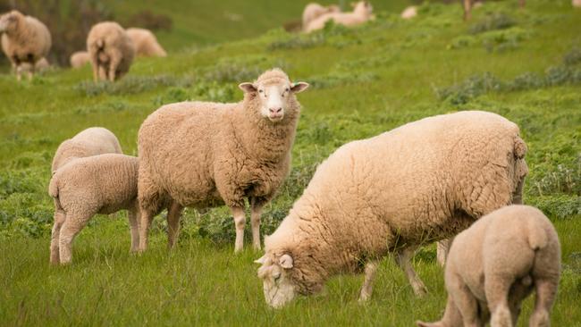 Sheep could be the saviour of Australia’s economy.