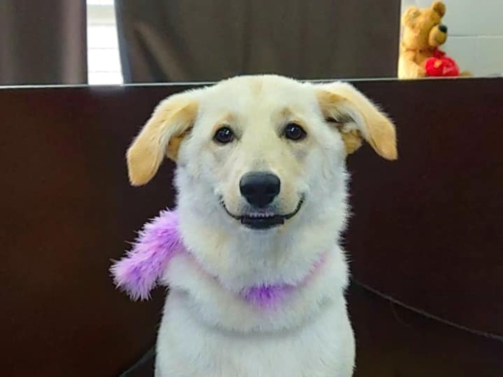 Winter the Border Collie's cheeky grin ensured a second place position (Photo: Supplied)