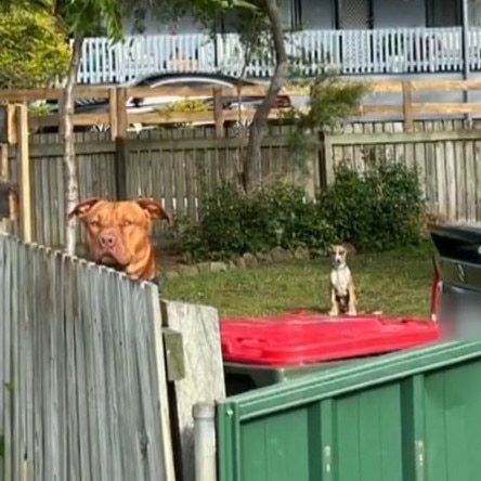 The american staffordshire cross in its yard