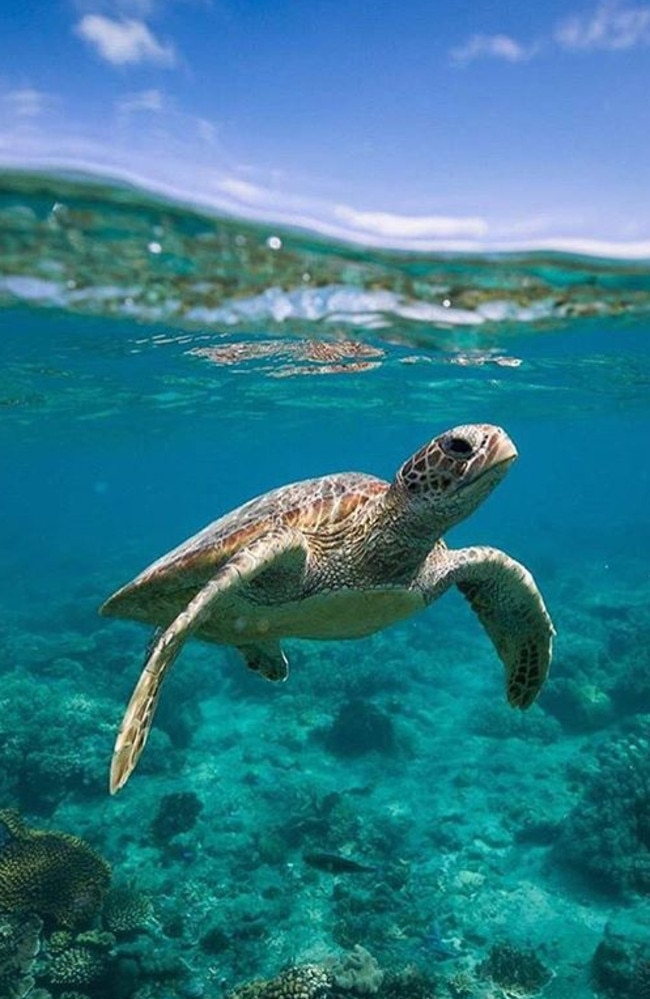 Neil Oliver warns about the health of Great Barrier Reef | Daily Telegraph