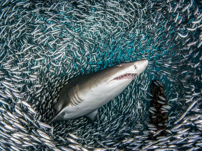 Sand tiger shark in bait balls. These stunning images get up close and personal with a group of sharks as they glide their way through gigantic bait balls. PICTURE: TANYA HOUPPERMANS/CATERS