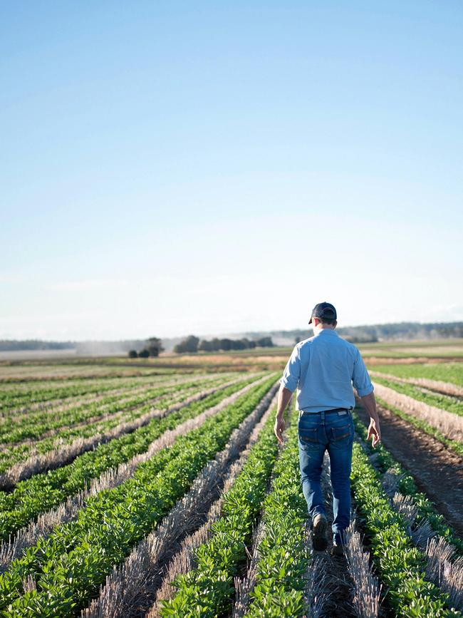 PASSIONATE ABOUT BEANS: Angus Woods inspecting a faba bean crop on their property, Billa Billa, near Goondiwindi. Picture: Contributed