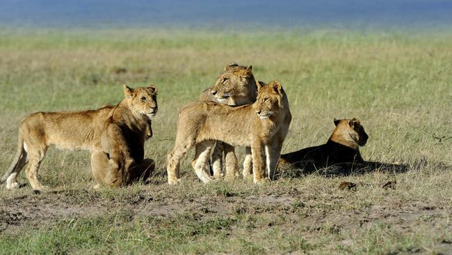 African safari: How to spot a lion like a pro | escape.com.au