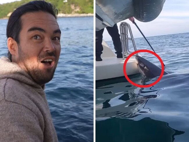 ‘Below Deck’ star Colin MacRae filmed his wild encounter with several Great White sharks while sailing off the shores of Stewart Island in New Zealand.
