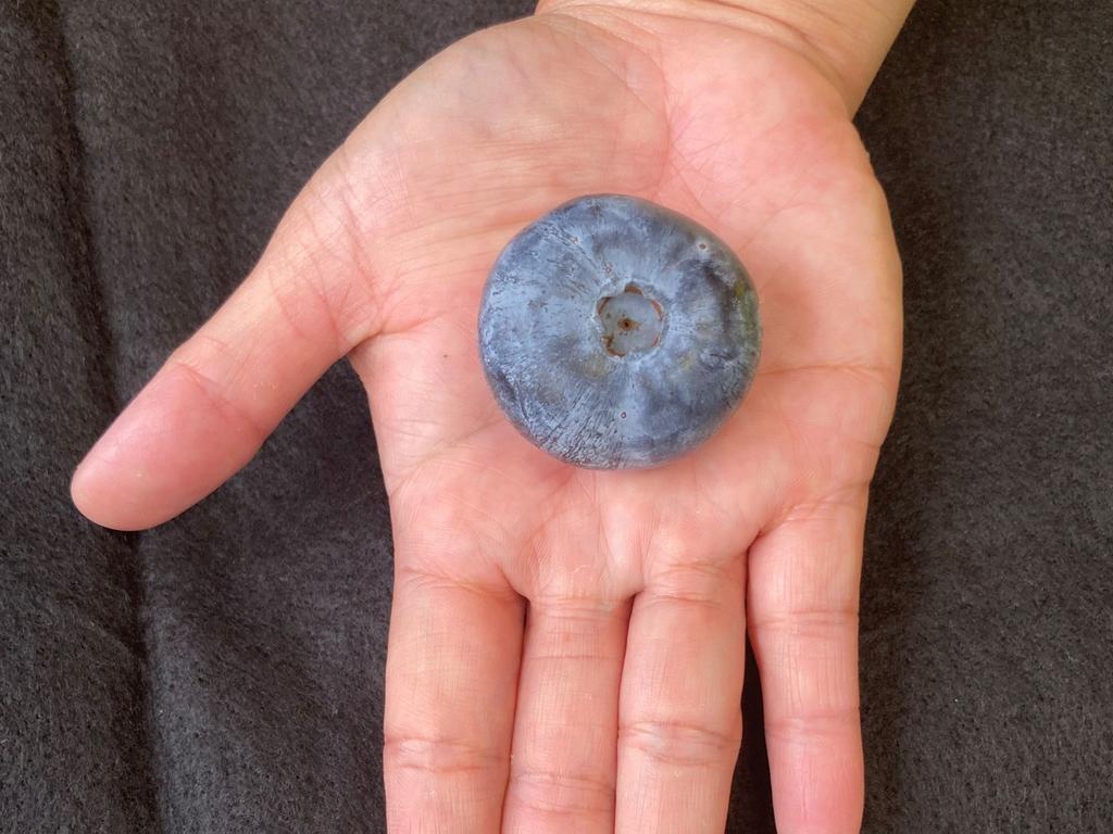 Guinness World Record blueberry from Corindi, weighing in at a whopping 20.40g and measuring 39.31 millimetres, it outgrew the previous world record of a 16.20g berry grown in Western Australia in 2020.