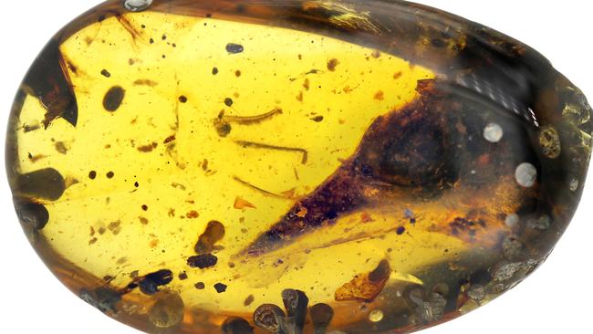 The skull of a tiny bird-like dinosaur named Oculudentavis khaungraae, discovered in a 99-million-year-old piece of amber from northern Myanmar. Picture: Xing Lida/AFP