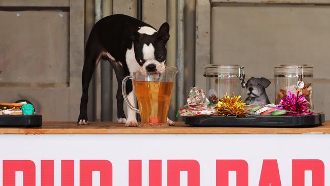 Boston terrier samples some doggie beer during a special event for canines at NightQuarter last year. Picture Glenn Hampson