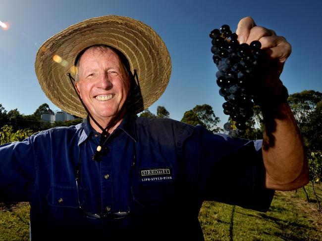 Sirromet Winery owner Terry Morris at the first grape pick for the season - Picture: Richard Walker