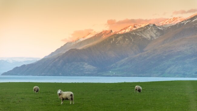 The welcoming party in New Zealand.
