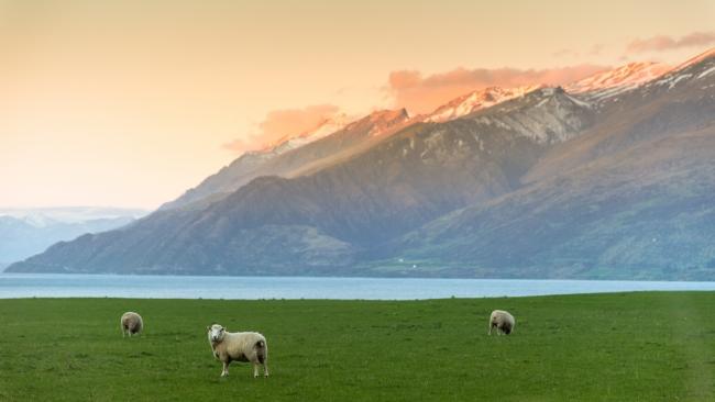 travelling to nz from australia