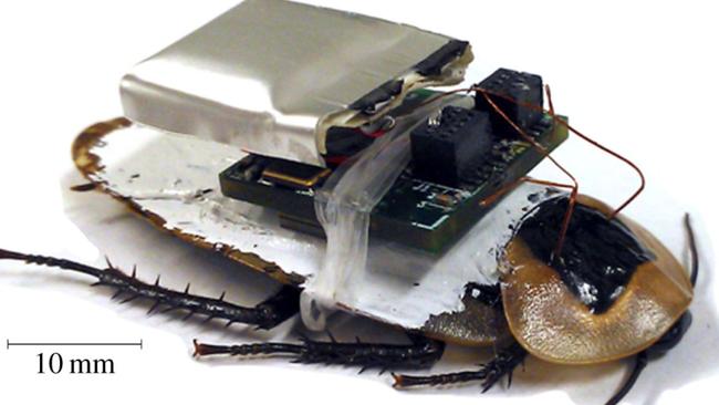 Discoid cockroach with attached electronic backpack. Picture: Journal of the Royal Society