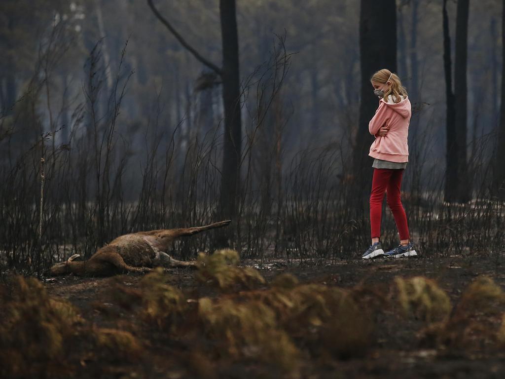 A young girl looks at the burnt body of dead kangaroo while walking her dog along a scorched property at Mallacoota. Picture: David Caird