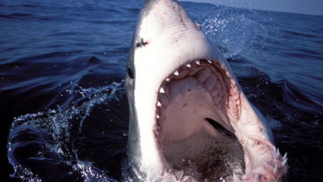 Great White Shark, Carcharodon Carcharias, on surface of the water with mouth wide open. (Photo by: Universal Images Group via Getty Images)