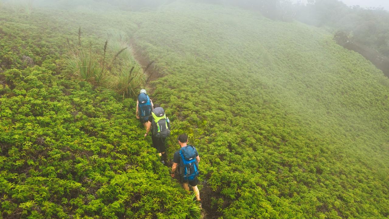 Reason for delays to reopening of ‘magical’ Daintree hike