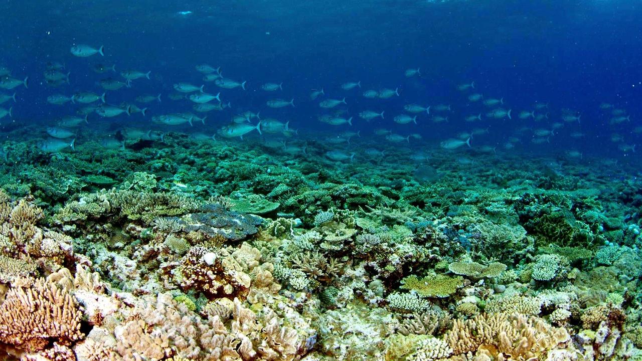 Coral Bleaching: One Tree Island Gladstone Queensland Island Shows ...