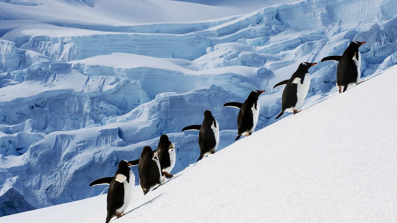 Venture to the seventh continent in luxury, with Antarctica being more accessible than ever.