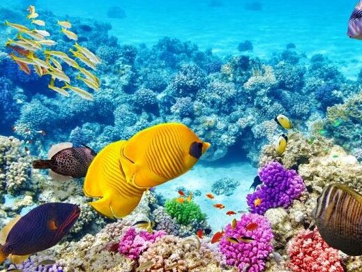 The Great Barrier reef danger.