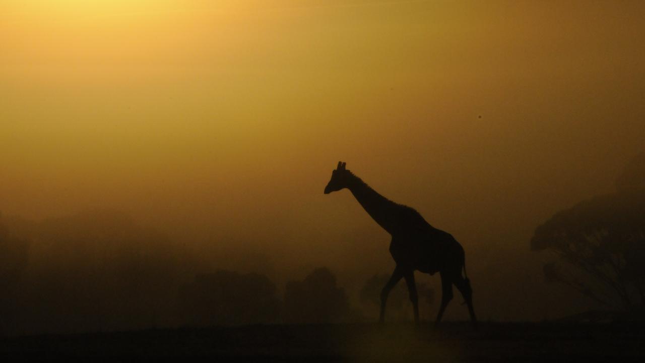 Giraffe at Monarto. Dawn picture: Geoff Brooks