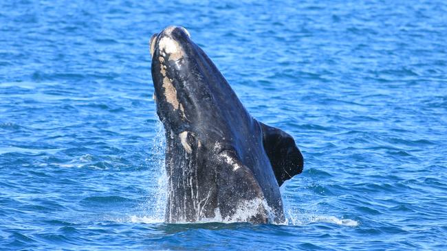 Environment groups are worried about the potential for southern right whales to be impacted near Kangaroo Island. Picture: Fowlers Bay Whale Tours