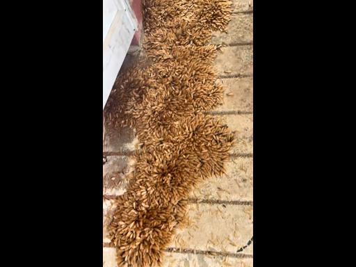 Resident shocked by thousands of winged termites outside her home