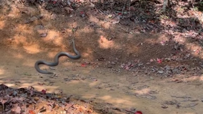 The snake slither out in front of Parkinson and Api Robbin, husband of comedian Celeste Barber. Picture: Instagram