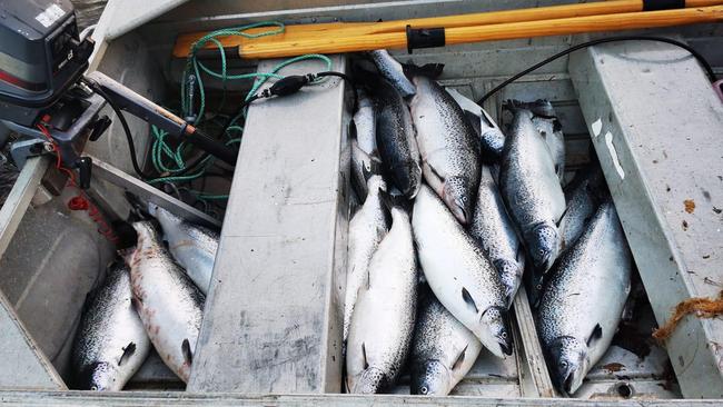 Trent Clifford shared this snap of some salmon caught around Middleton.