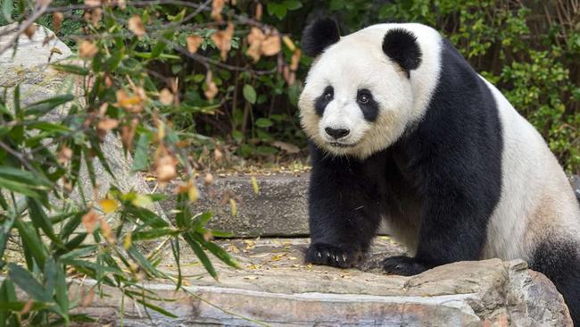 Adelaide Zoo’s giant pandas have been on loan from China since 2009. They’re now playing a starring role in diplomatic relations.