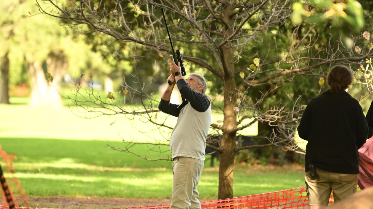 A vet takes aim at Ravi with a tranquilliser. Picture: Morgan Sette