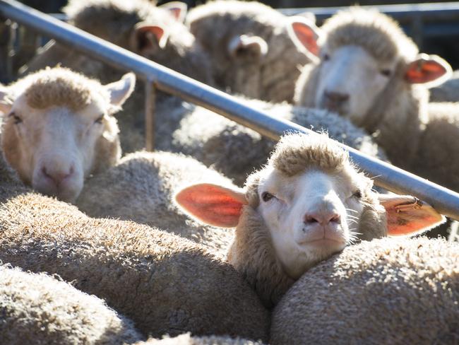 LIVESTOCK: Bendigo Pirme MarketPrime lambs at Bendigo saleyards.Pictured: Generic Farm Sheep. Lambs. Prime lamb. Saleyards.PICTURE: ZOE PHILLIPS