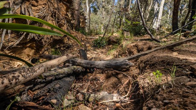 The remains were allegedly buried in a shallow grave under a rootball hole. Picture: Jason Edwards