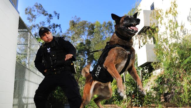 Queensland Police Dog Robbie and Snr Constable Sligsby. Photo: Scott Powick NEWSCORP