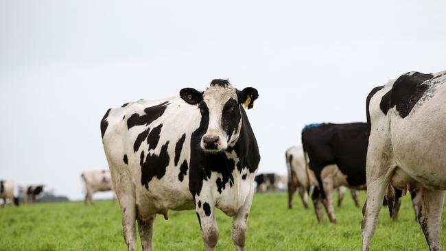 Queensland Dairy Organisation’s Fair Go Dairy scheme is being challenged by the Australian Dairy Products Federation. Picture: Andy Rogers