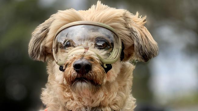 Rocky the 8-year-old Maltese Terrier. Photo: Scott Powick