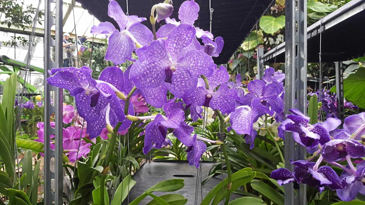 Orchids at Kew gardens. Picture: Paul Wicks