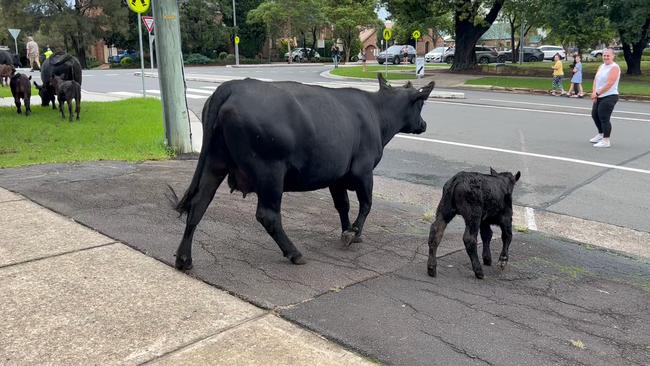 Cows and calves escape floods to Camden Public School in southwest Sydney on Tuesday. Picture: Jennifer Cave