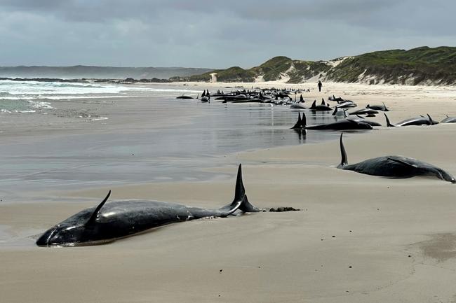 Dolphins lies on the sand of a remote beach in Tasmania