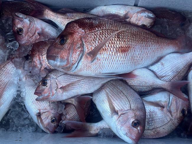 Officers found 20 of the fish were under the legal minimum size of 38cm and it was further revealed that the Snapper had been caught in waters to the west of Cape Jervis, where the take and possession of Snapper is currently prohibited. Picture: PIRSA