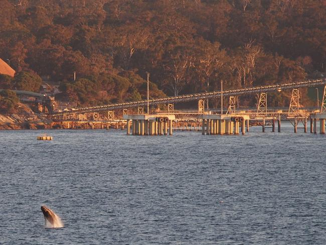 This is the Chip Mill in Eden. Picture: Robyn Malcolm