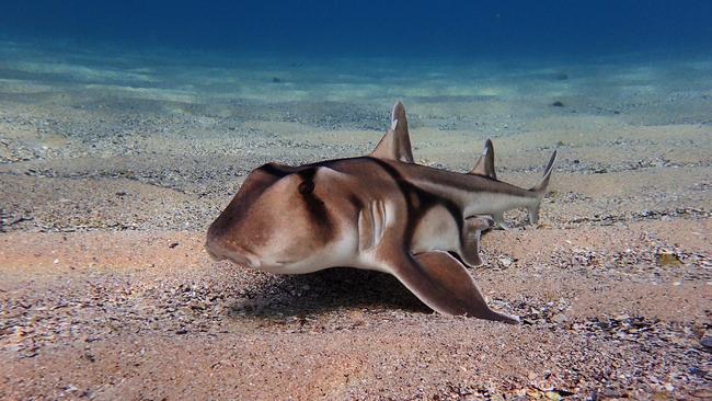 A Port Jackson shark back in Cabbage Tree Bay. Picture: Ian Donato