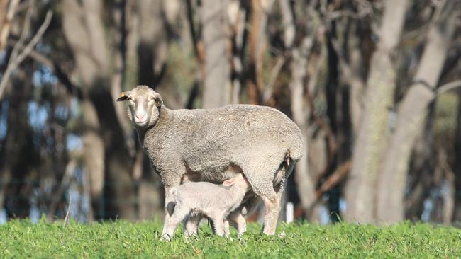 The move to non-mulesed sheep was just the start of the changes for Moojepin Merinos.