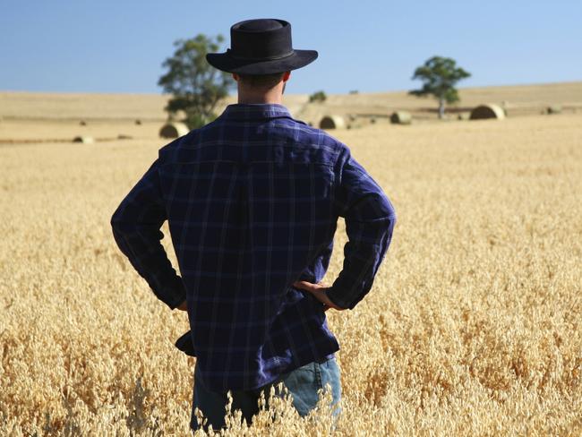 Man in the paddock