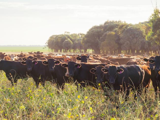 Supplied image of cattle from AACO Westholme Beef