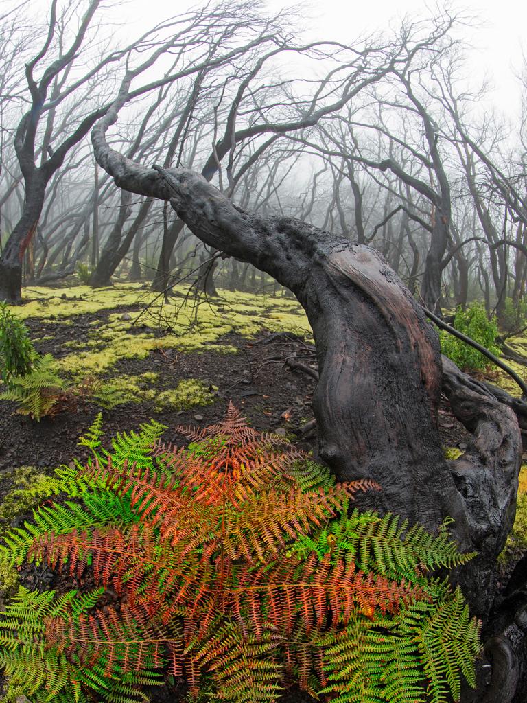 GDT Nature Photographer of the Year 2016 5th Place/Category - Plants and Fungi: Radomir Jakubowski (Germany) - New Life