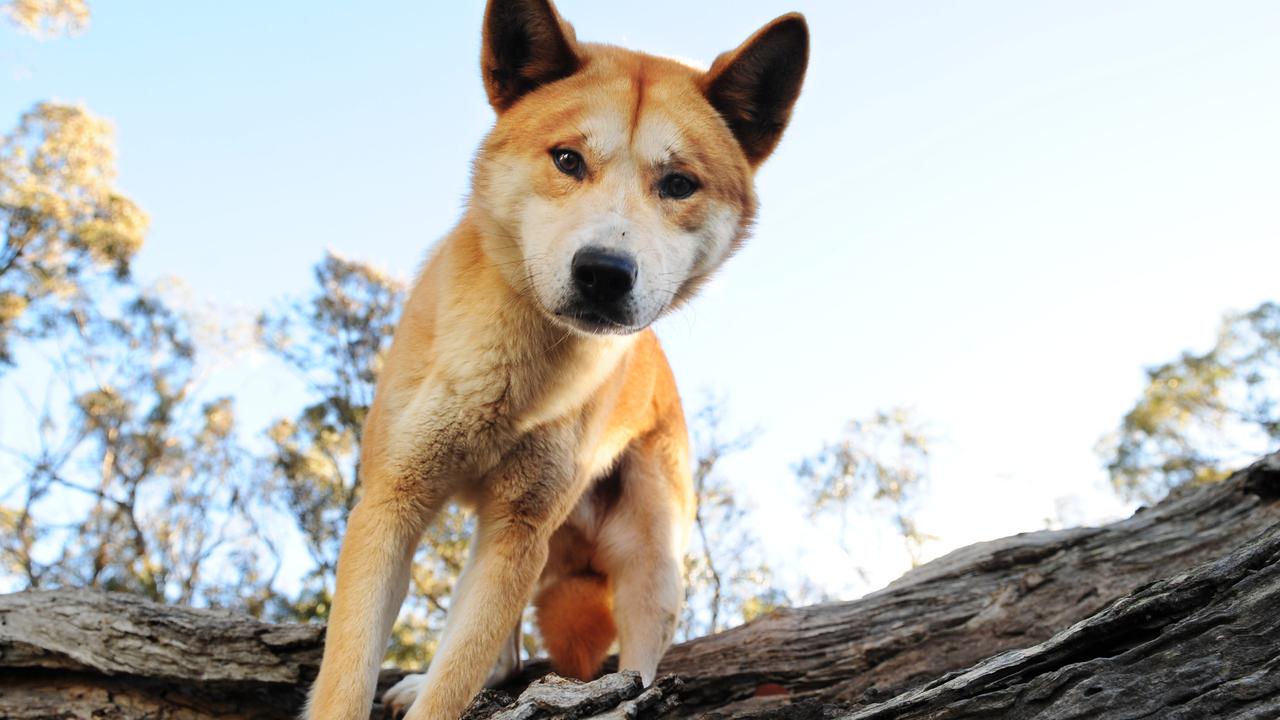 Wimmera farmers seek answers on dingo debate