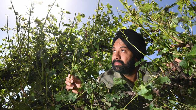 Gurpinder Sidhu and his family have lost the majority of their wine grape crop in this week’s hailstorm, which ravaged parts of the Riverland. Picture: Tricia Watkinson