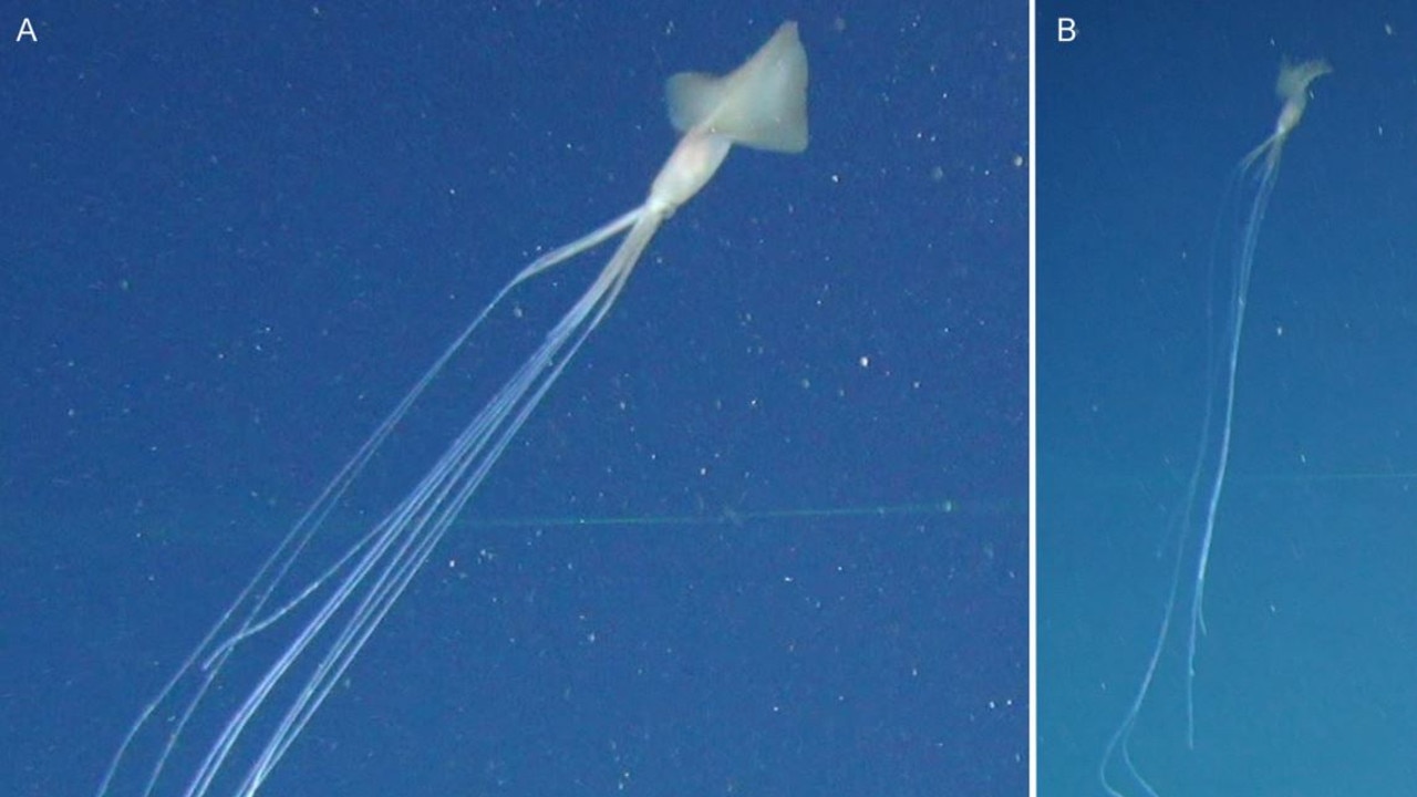 This squid was seen in March 2017 at a depth of more than 3km.