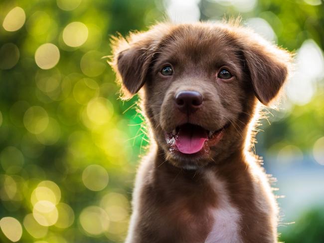 Portrait of brown cute puppy with sunset bokeh background