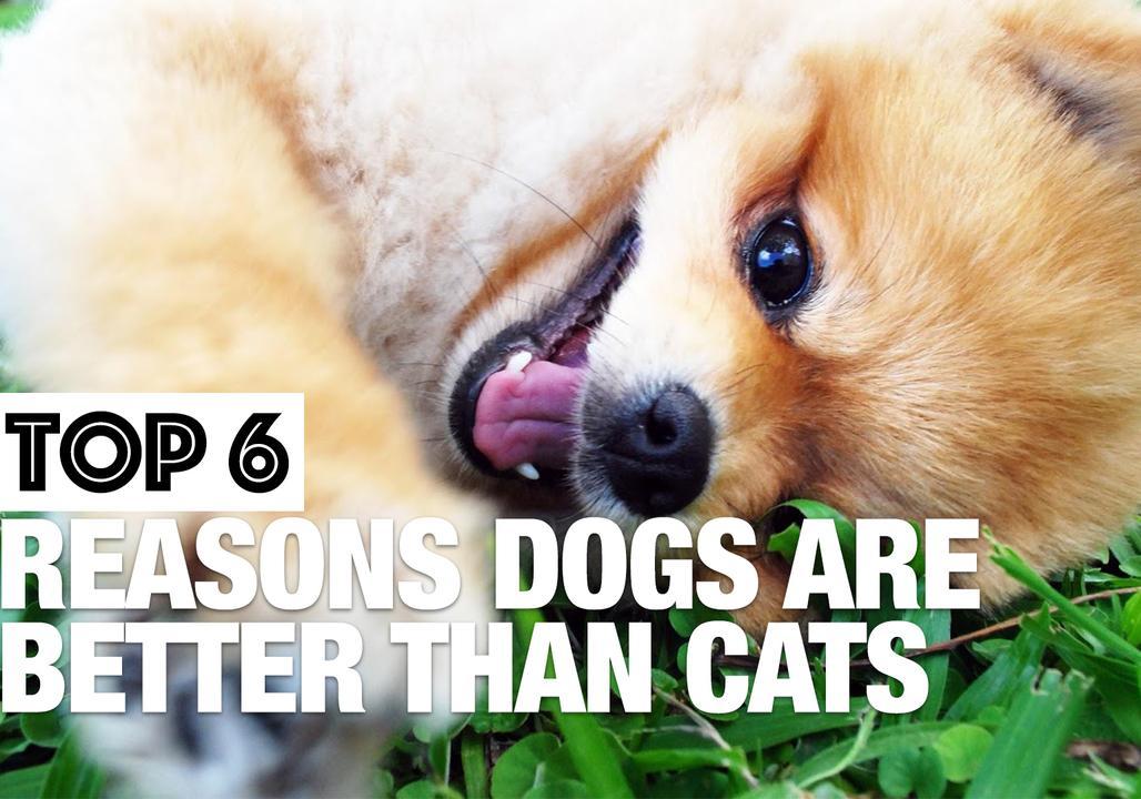 Why Dogs Are Better Than Cats