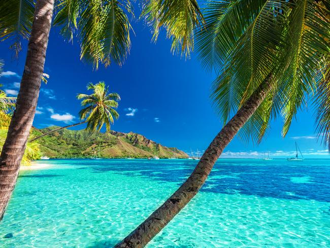 Palm trees on a tropical beach with a blue sea on Moorea, Tahiti islandPhoto - istockEscape 19 Jan 2025